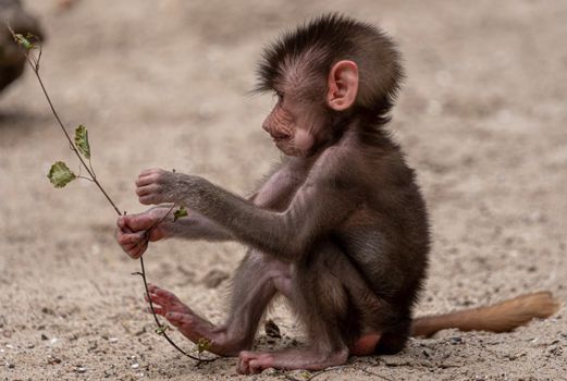 Aalborg Zoo Bavian Rene Frederiksen 800Px